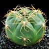 Gymnocalycium_denudatum